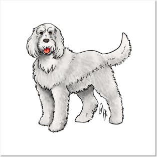 Dog - Spinone Italiano - White Posters and Art